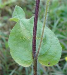  Stem with leaf